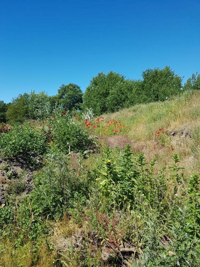Ferienhaeuschen Villa Born Kültér fotó