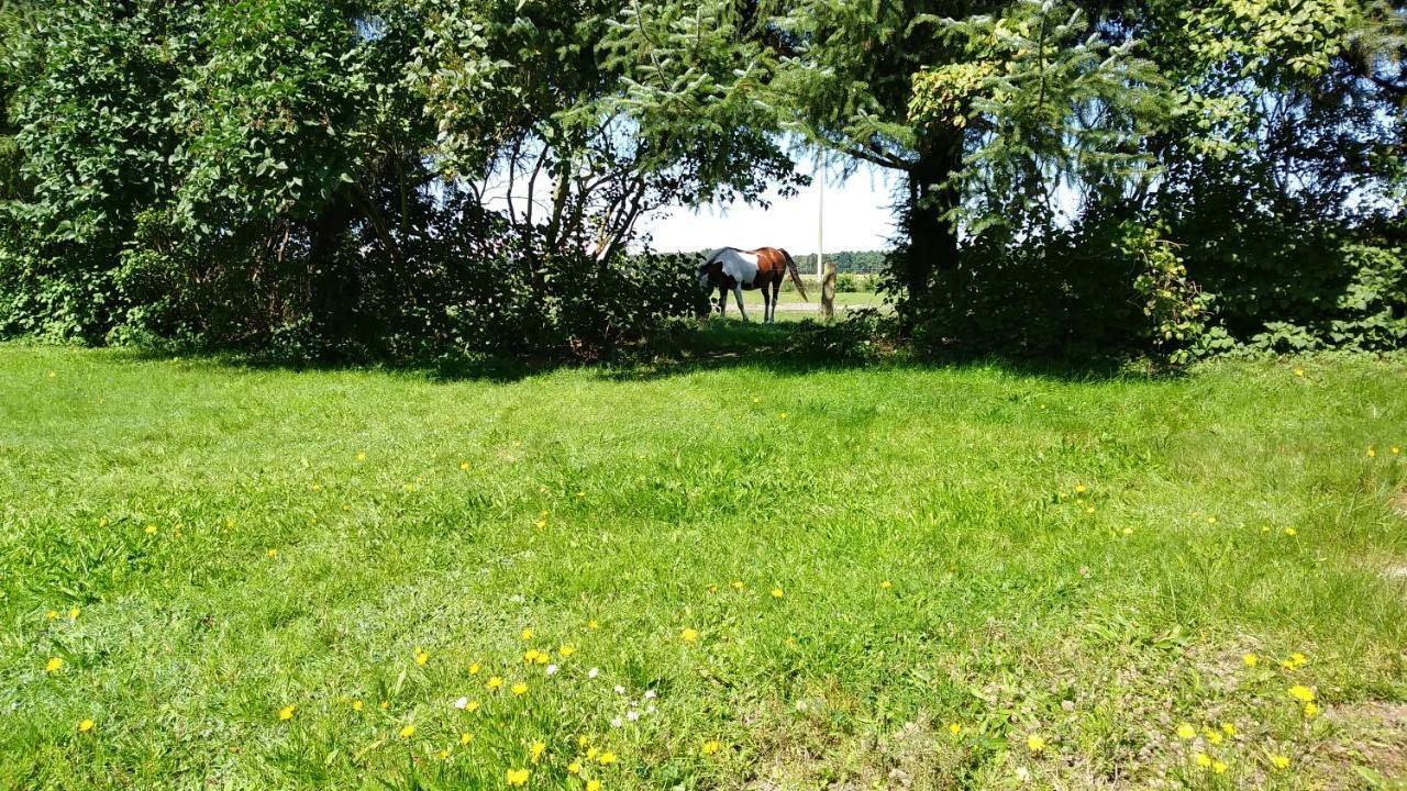 Ferienhaeuschen Villa Born Kültér fotó