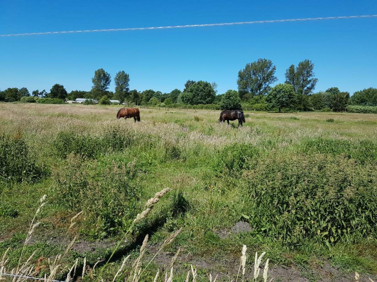 Ferienhaeuschen Villa Born Kültér fotó
